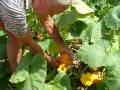 Picking Pumpkin